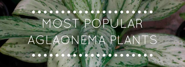 Most Popular Aglaonema Plants