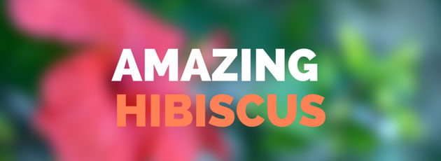 Amazing Hibiscus