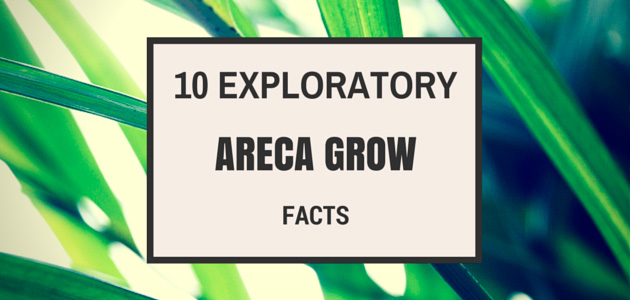 10 Exploratory Areca Grow Facts