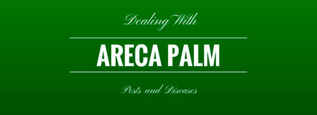 Dealing With ARECA PALMPests and Diseases