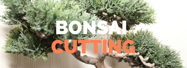 bonsai tree cutting