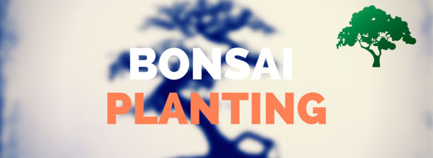 bonsai tree planting