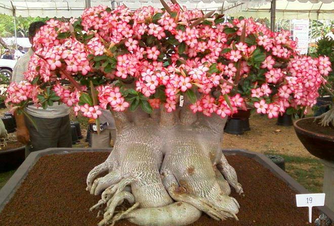 Flowering Bonsai Adenium
