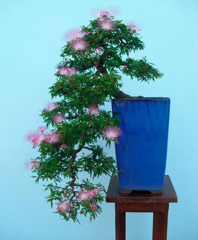 Calliandra bonsai