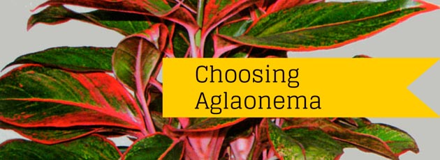 Choosing Aglaonema Commutatum