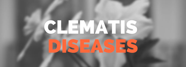 clematis diseases