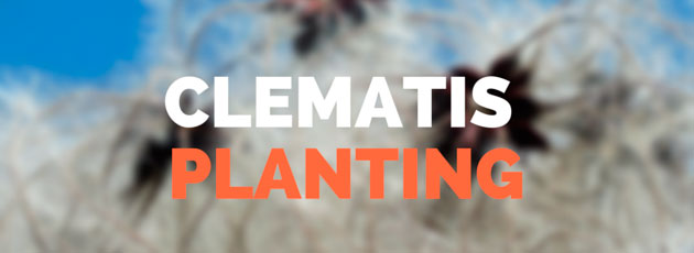 clematis planting