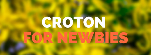 croton for newbies