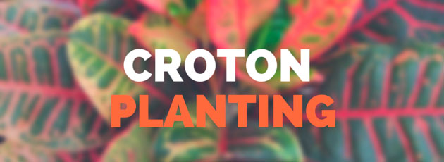 croton planting