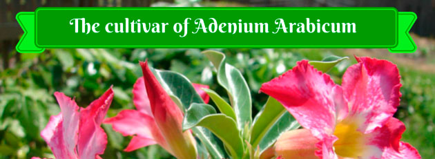 The cultivar of Adenium Arabicum