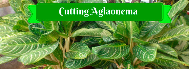 Cutting Aglaonema