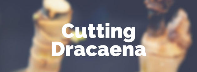 Cutting Dracaena