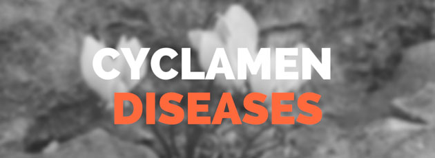 cyclamen diseases