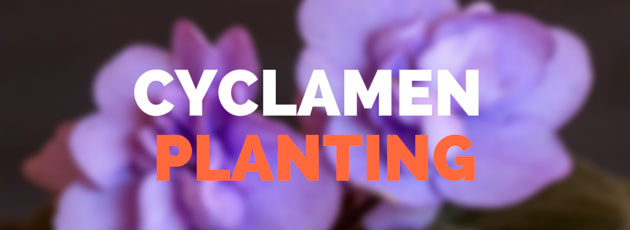 cyclamen planting