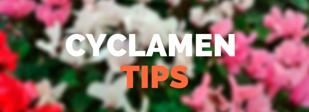 cyclamen tips