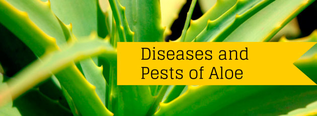 Diseases and Pests of Aloe