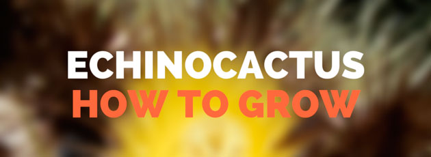 How to Grow Echinocactus