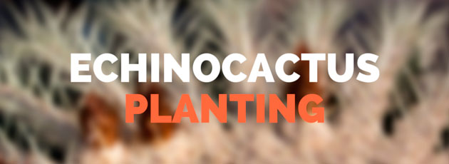 Echinocactus Planting