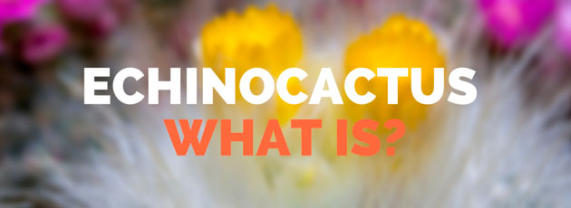 what is Echinocactus