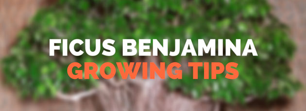 Ficus Benjamina growing tips