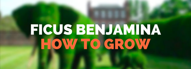 How to Grow Ficus Benjamina