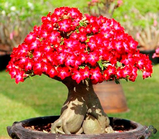 Flowerin Gadenium Bonsai
