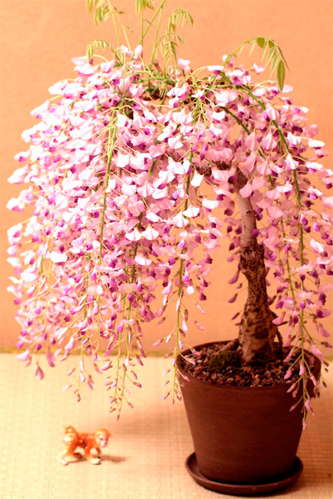 Amazing Flowering Bonsai color