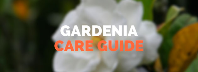 Gardenia Plant Care: growing, planting, cutting. Diseases, pests, seed