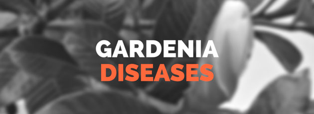 Gardenia Diseases and Pests