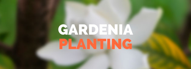 Planting Gardenia