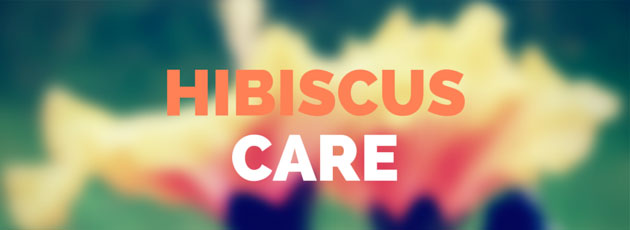 Hibiscus Care Guide