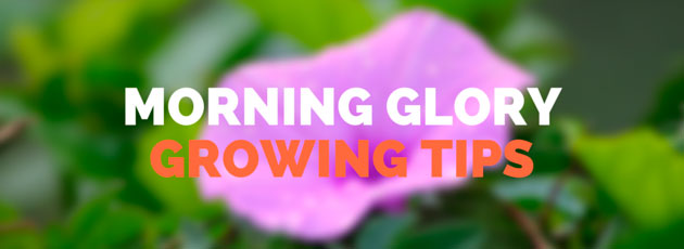 Morning Glory Growing Tips