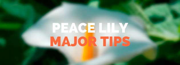 Peace Lily Major Tips