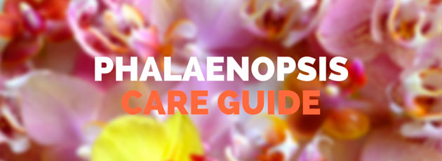 Phalaenopsis Orchid Care Guide