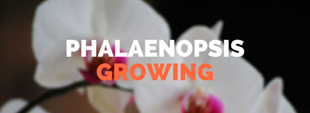 Phalaenopsis Orchid Growing Tips