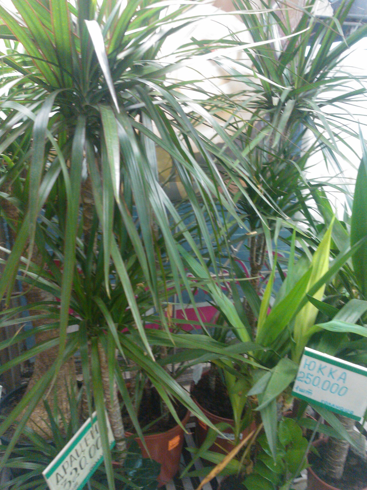 Dracaena Plant Care growing, planting, cutting. Diseases