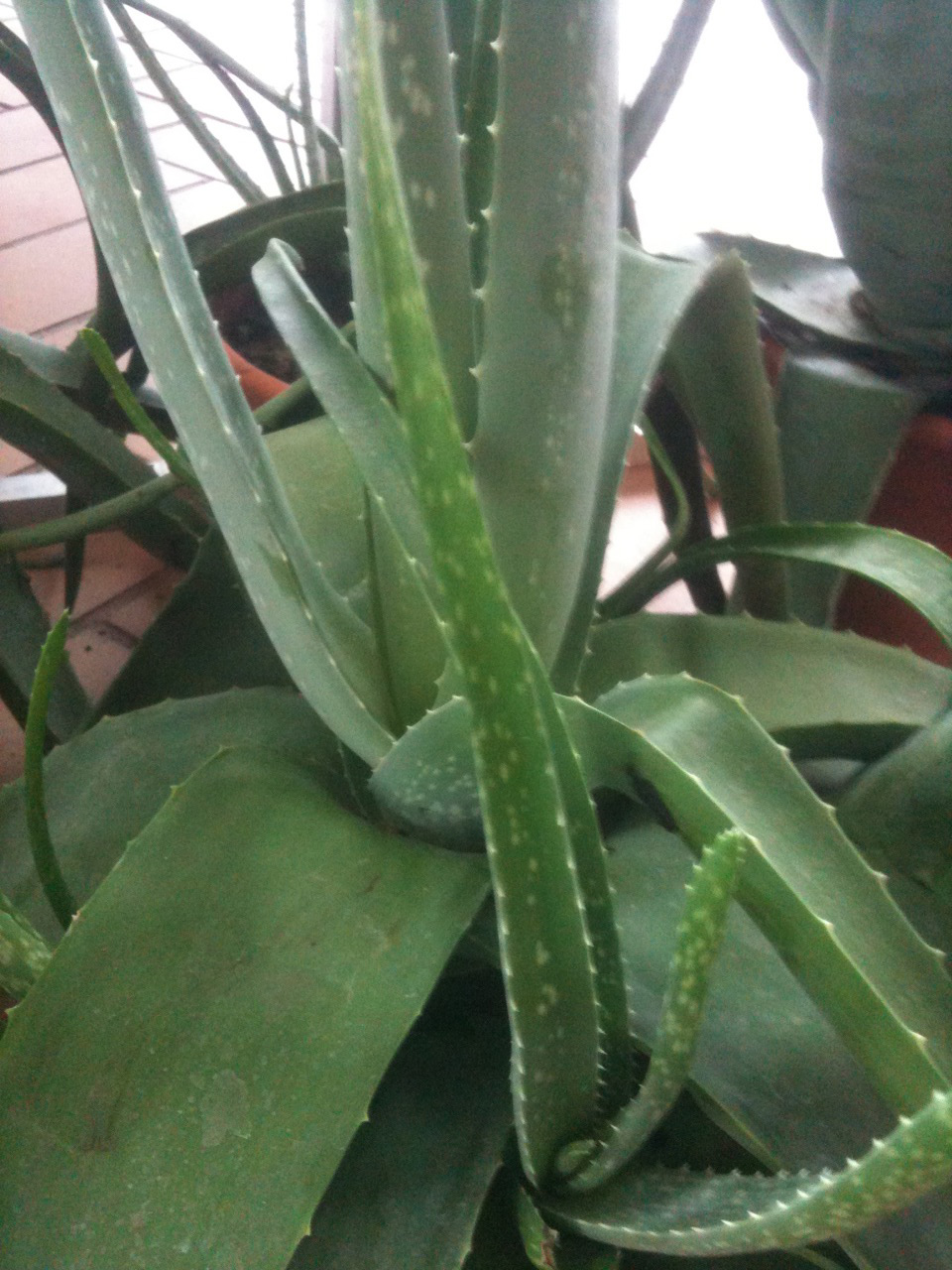 Aloe Vera Plant Care Tips growing, planting, pruning