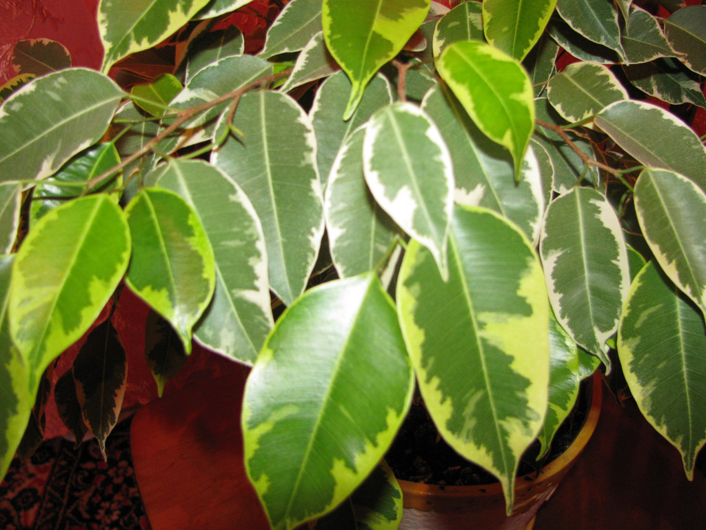 The Ultimate Ficus Benjamina Care Guide 101 Tips
