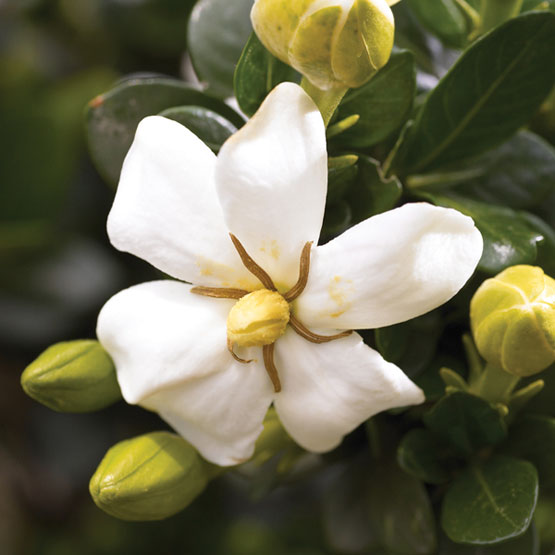 Gardenia Plant Care: growing, planting, cutting. Diseases, pests, seed