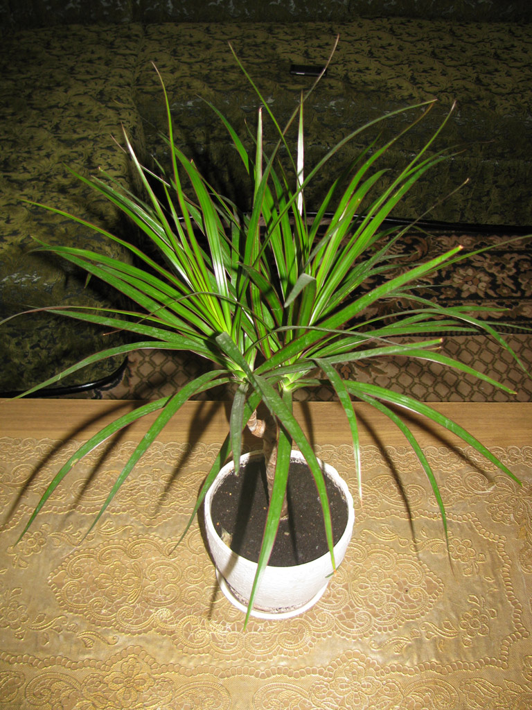 Is It True that Dracaena Poisonous to Cats and Dogs Is?