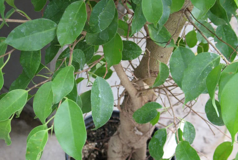 Ficus benjamina; una pianta originaria dell'Asia sudorientale e dell'Oceania appartenente alla famiglia delle Moraceae