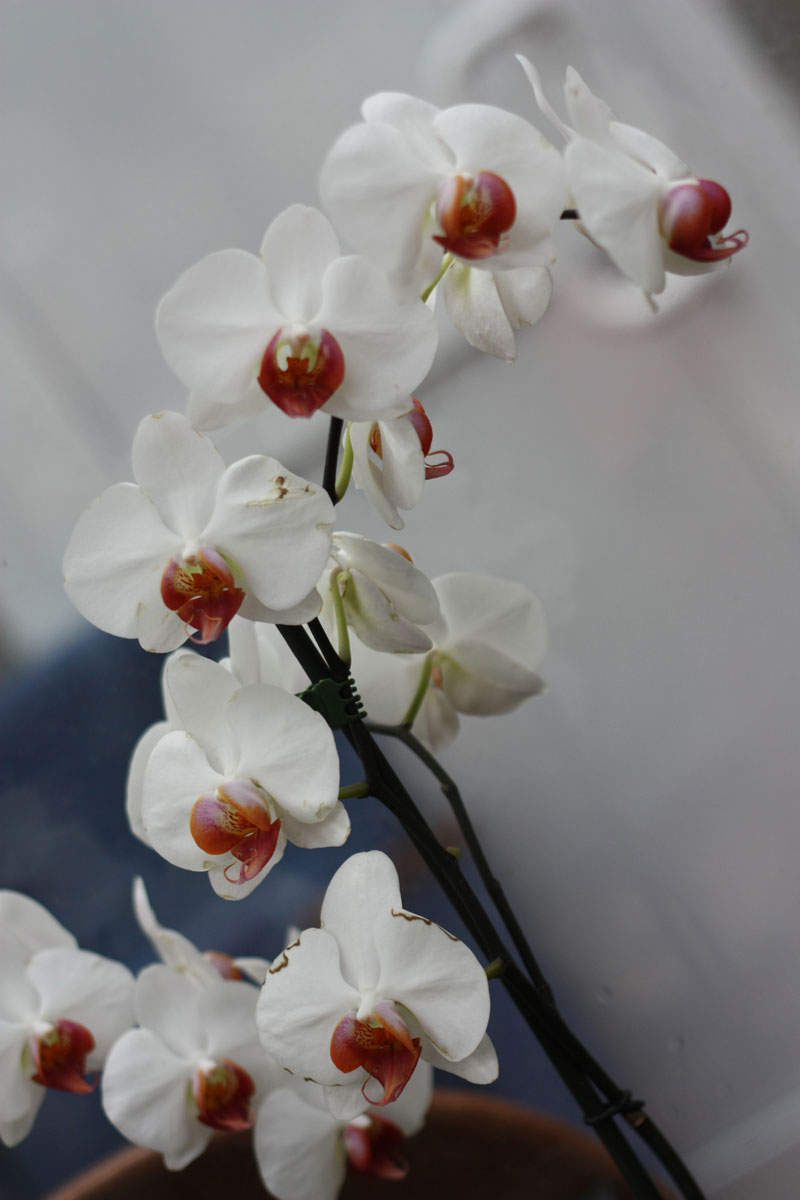 Orchid Phalaenopsis Care