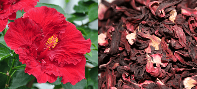 tea benefits hibiscus flower healthy reasons give really read own decide going should