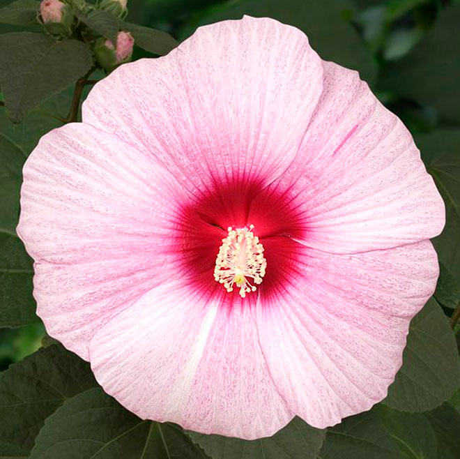 hibiskusflower.jpg