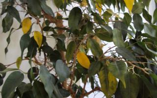 ficus diseases tree plants dying prevent plant cure benjamina protect