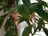How to Grow a Dragon Tree Dracaena Marginata
