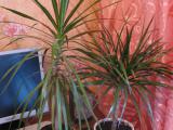 How to Grow and Care for the Fussfree Dracaena Marginata