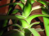 Areca Palm Plant Care planting growing cutting pruning