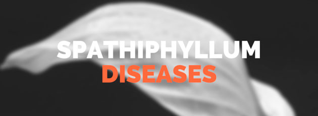 Diseases of Spathiphyllum