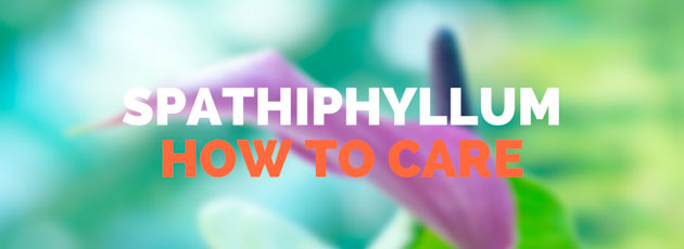 Spathiphyllum - How to Care